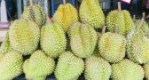 All About Durian