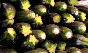 All About Courgettes