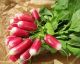 All About Radish