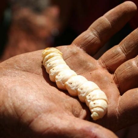 Witchetty Grub Soup